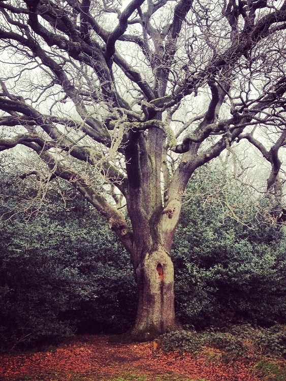 personal iphoneonly photography