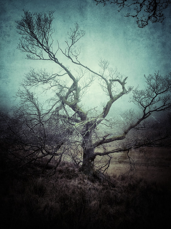 personal iphoneonly photography