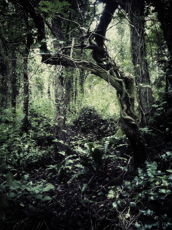 personal iphoneonly photography