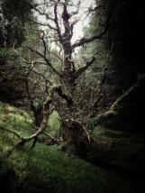 personal iphoneonly photography