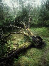 personal iphoneonly photography